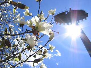 20050325mokuren.jpg