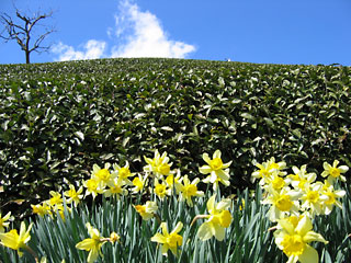 20050325suisen.jpg