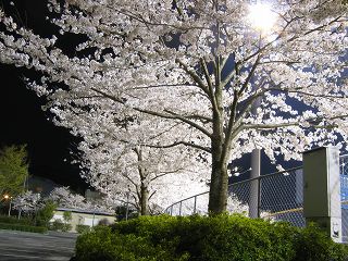 20050409_01.jpg