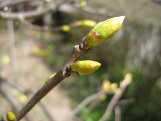 IMG_5239.jpg