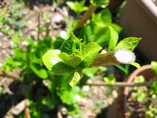 IMG_5248.jpg