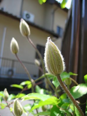 IMG_5498.jpg